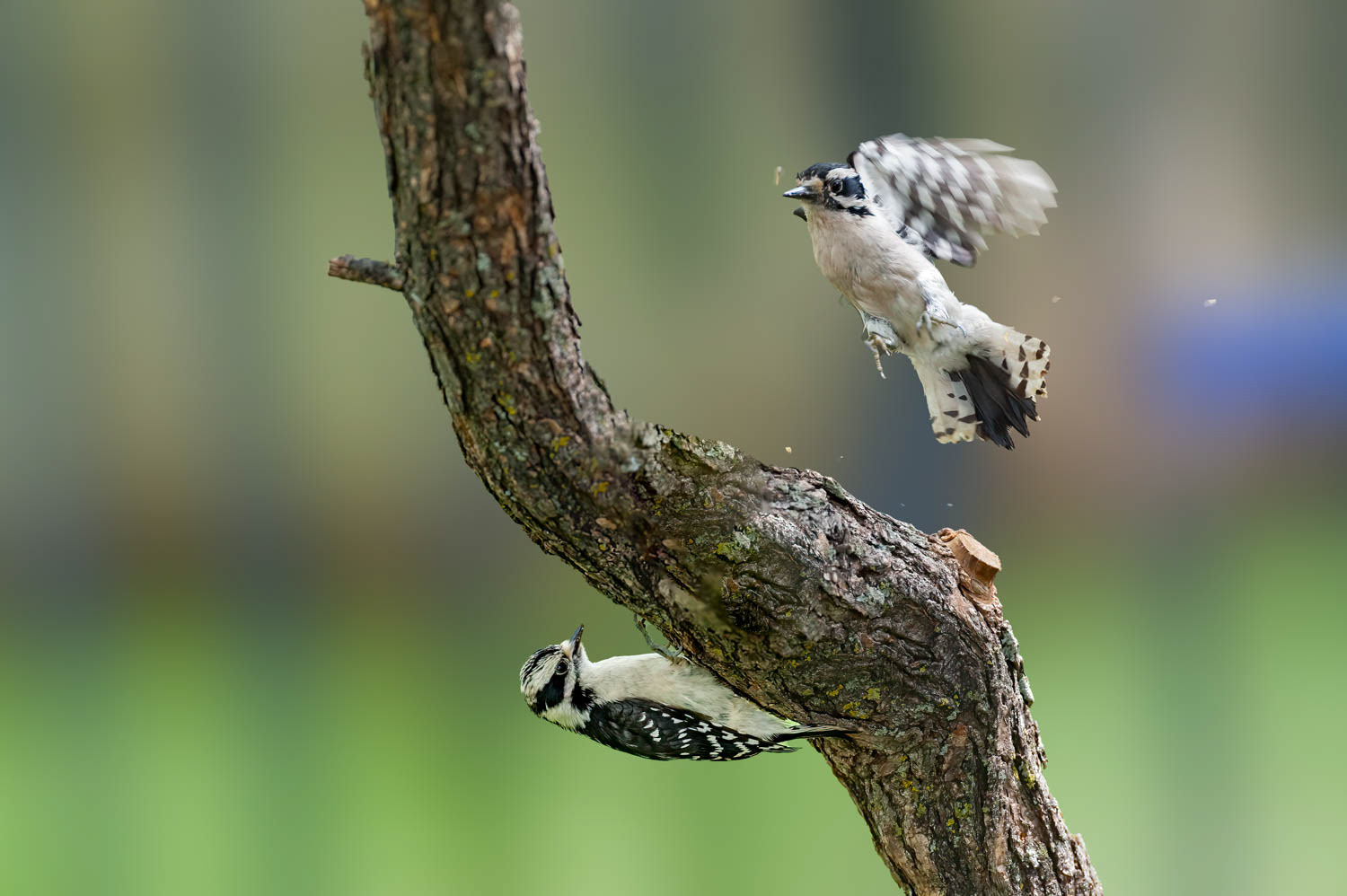 Downy Woodpeclers - Juvenile