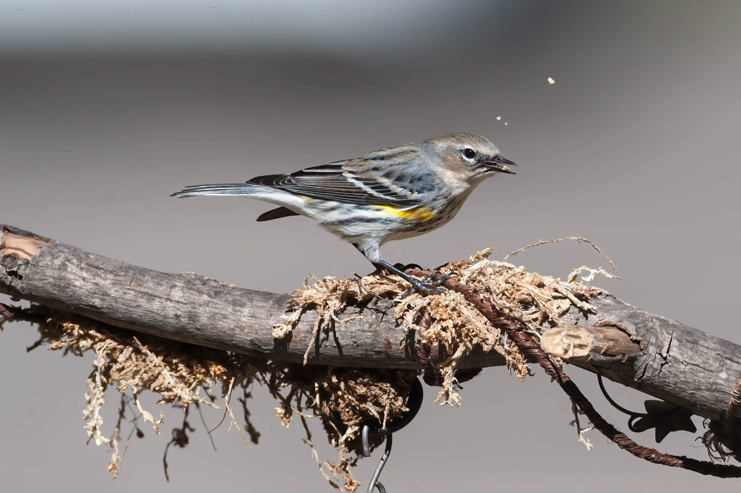 Yellow-rumped Warbler
