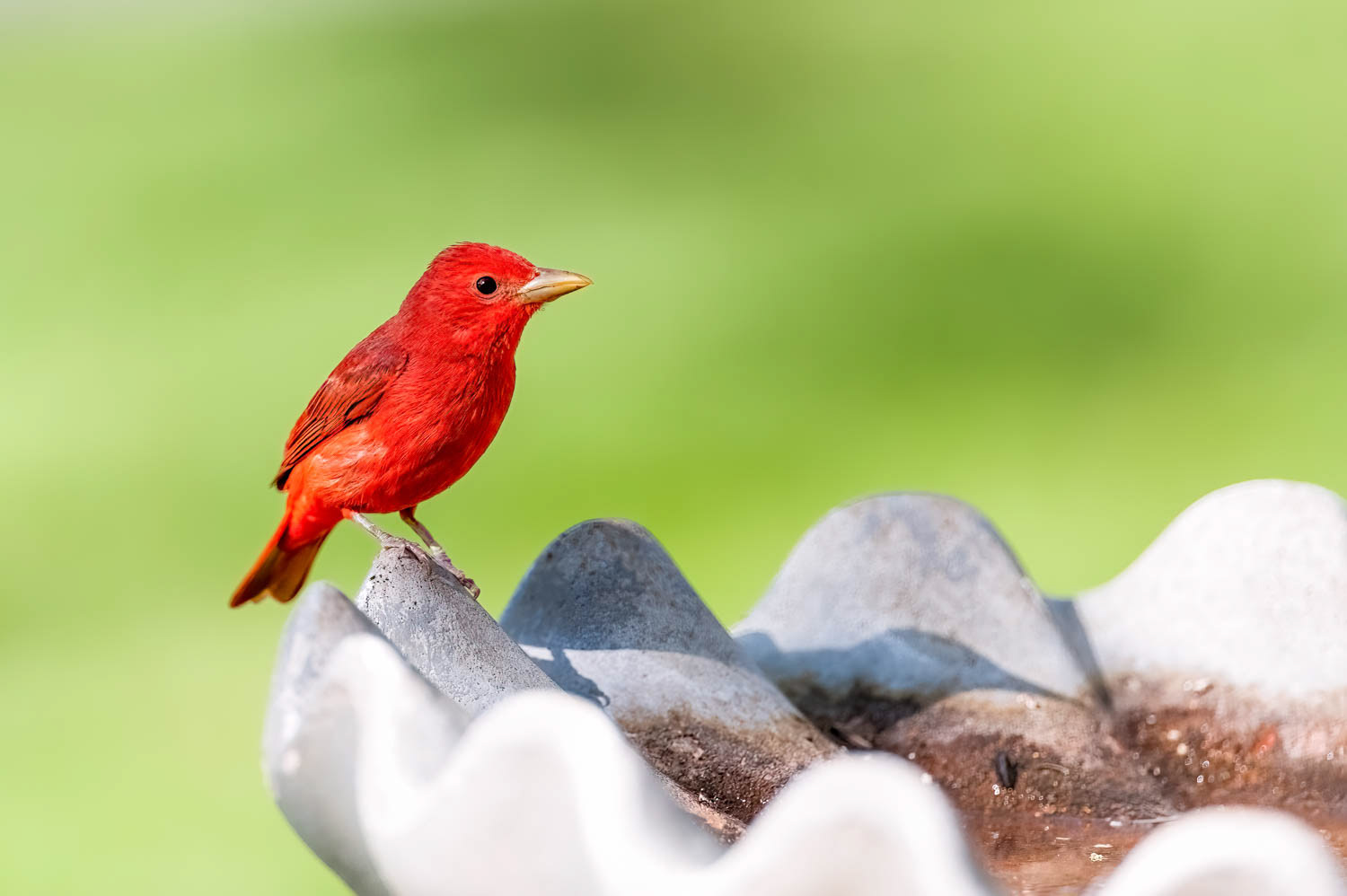 Summer Tanager-Male