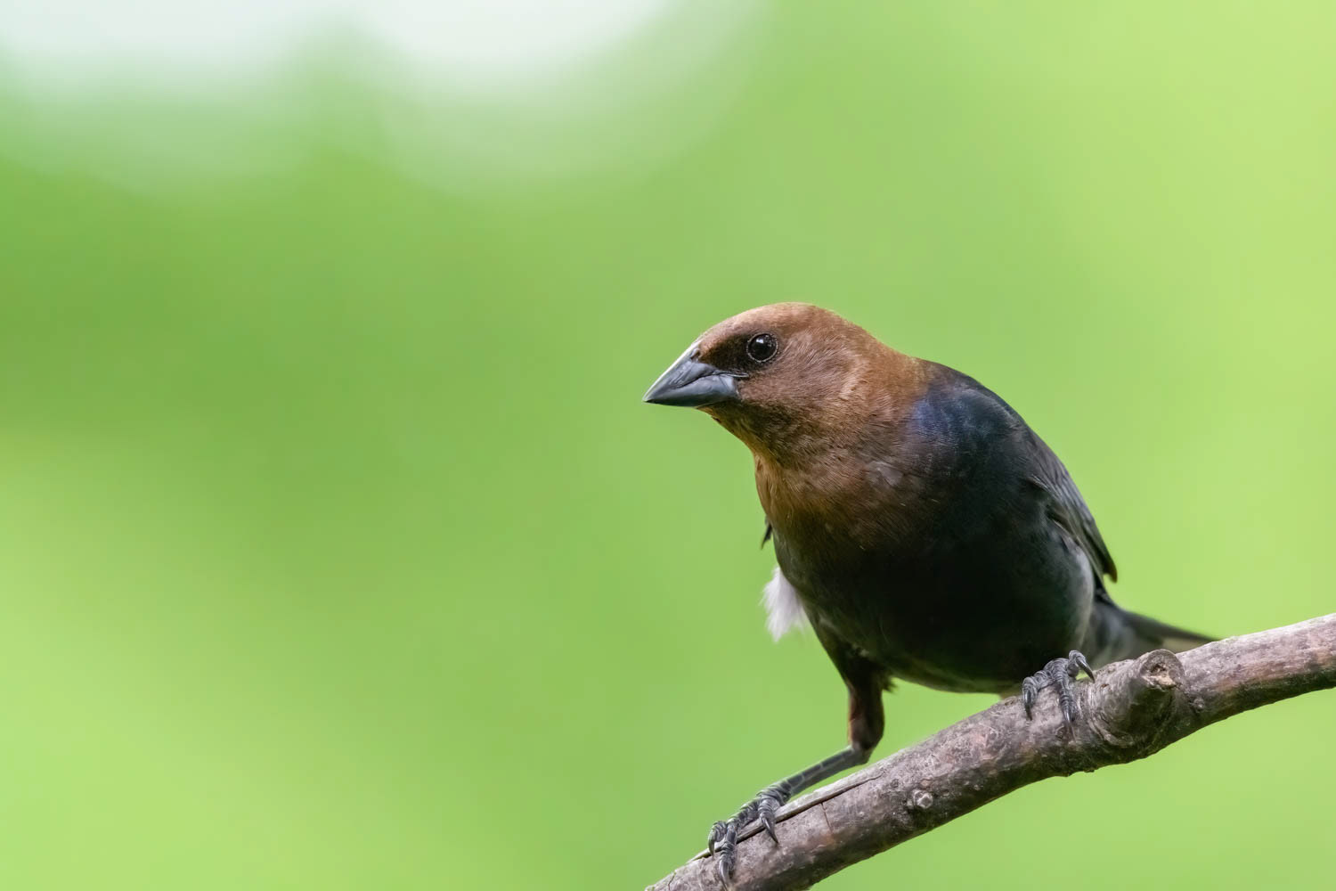 ded Cowbird-Male