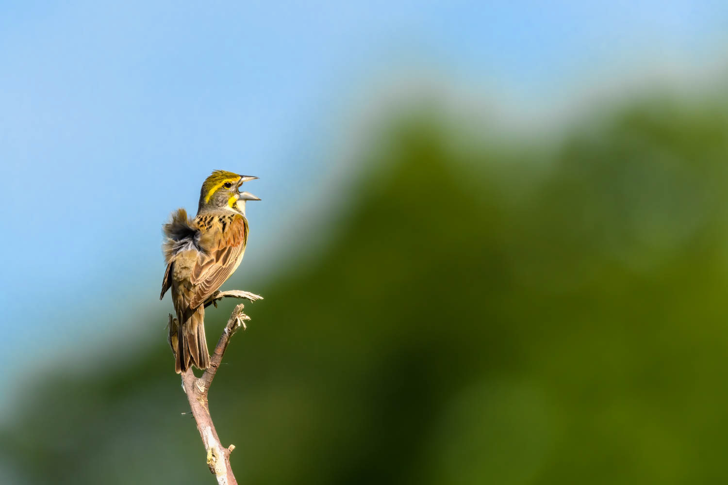 Dickcissel=Male