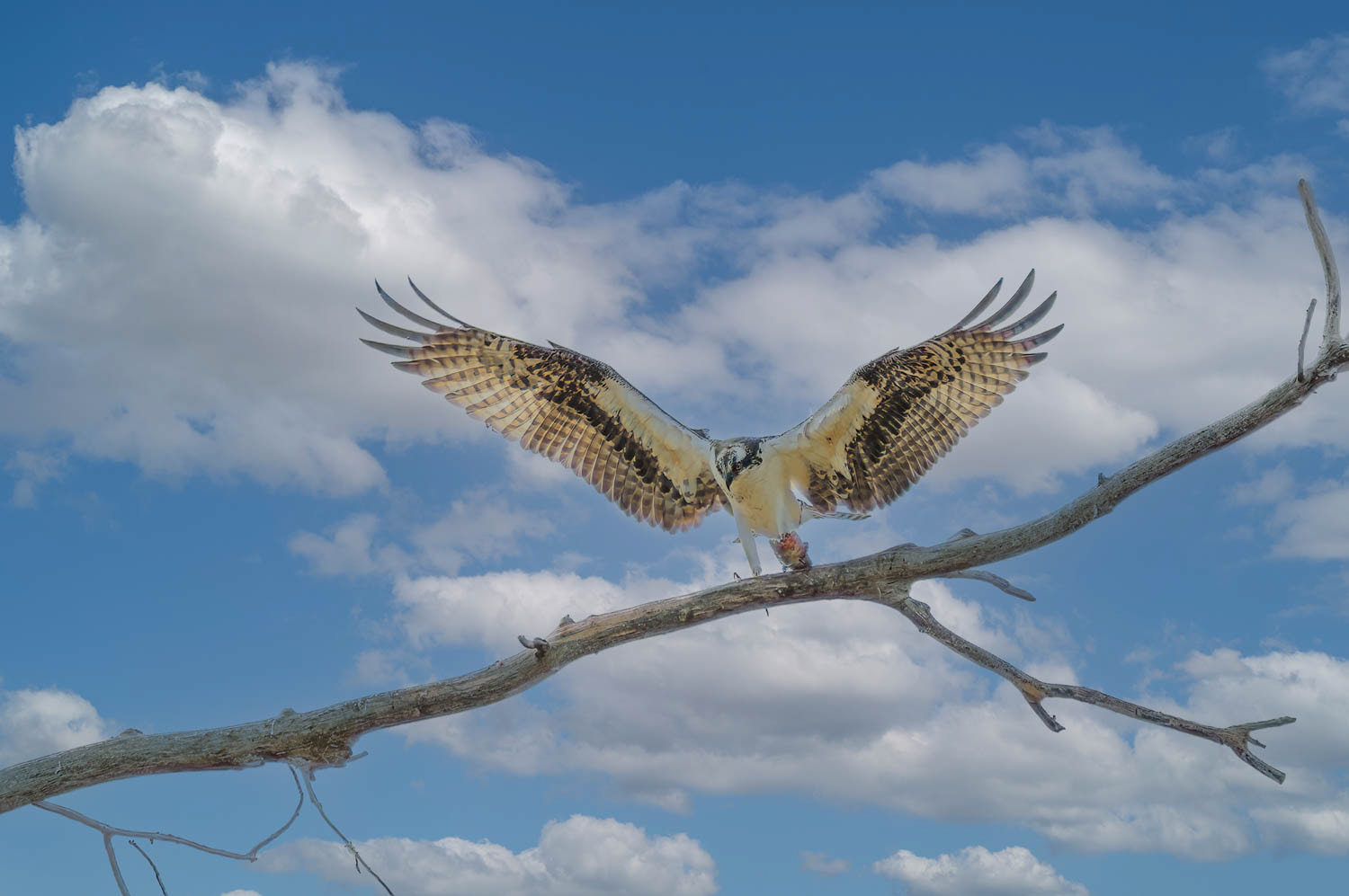 Osprey