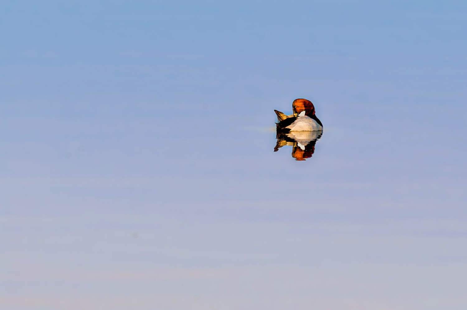 Canvasbacks
