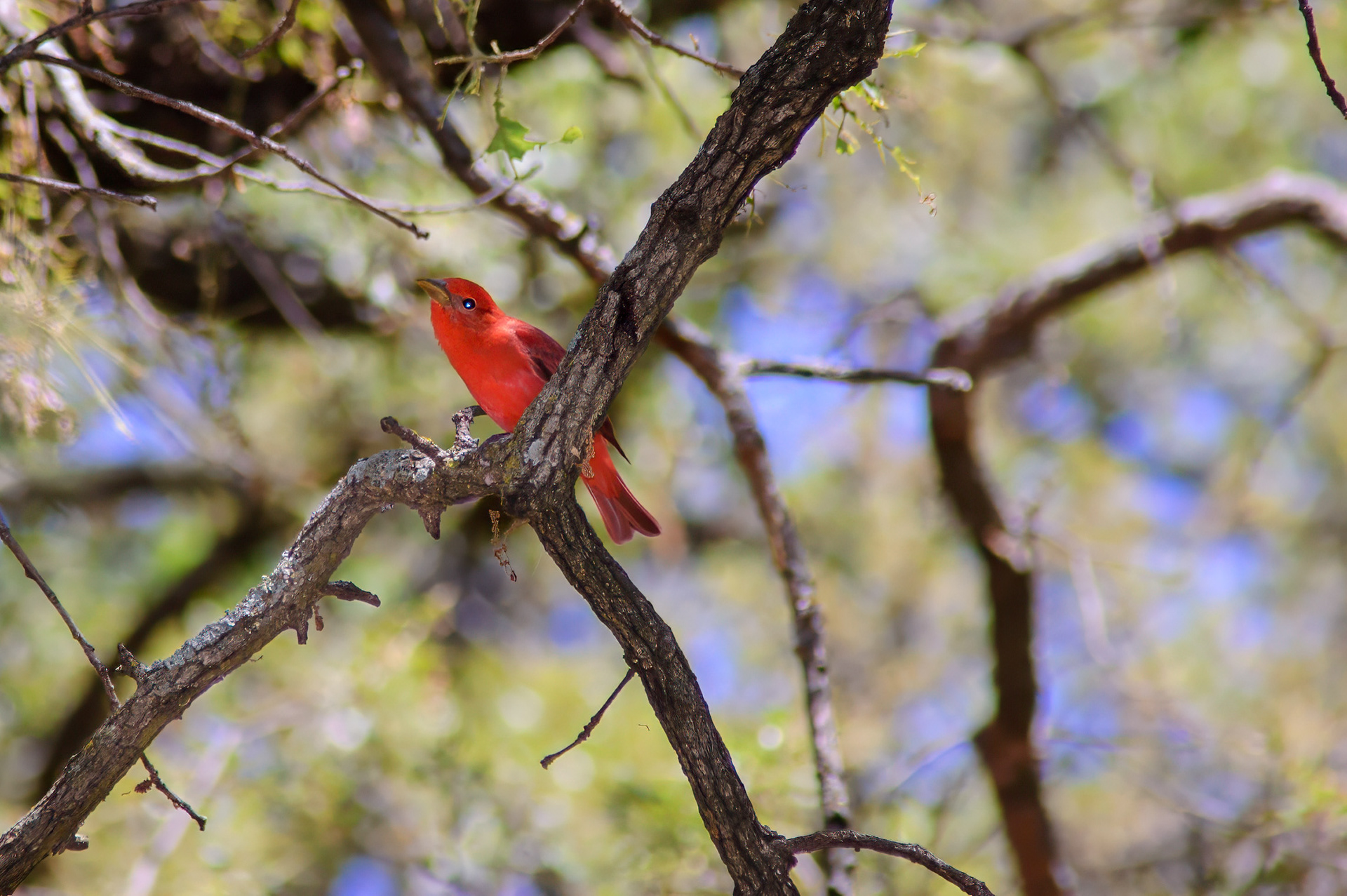 Summer Tanager (Piranga rubra) Male
