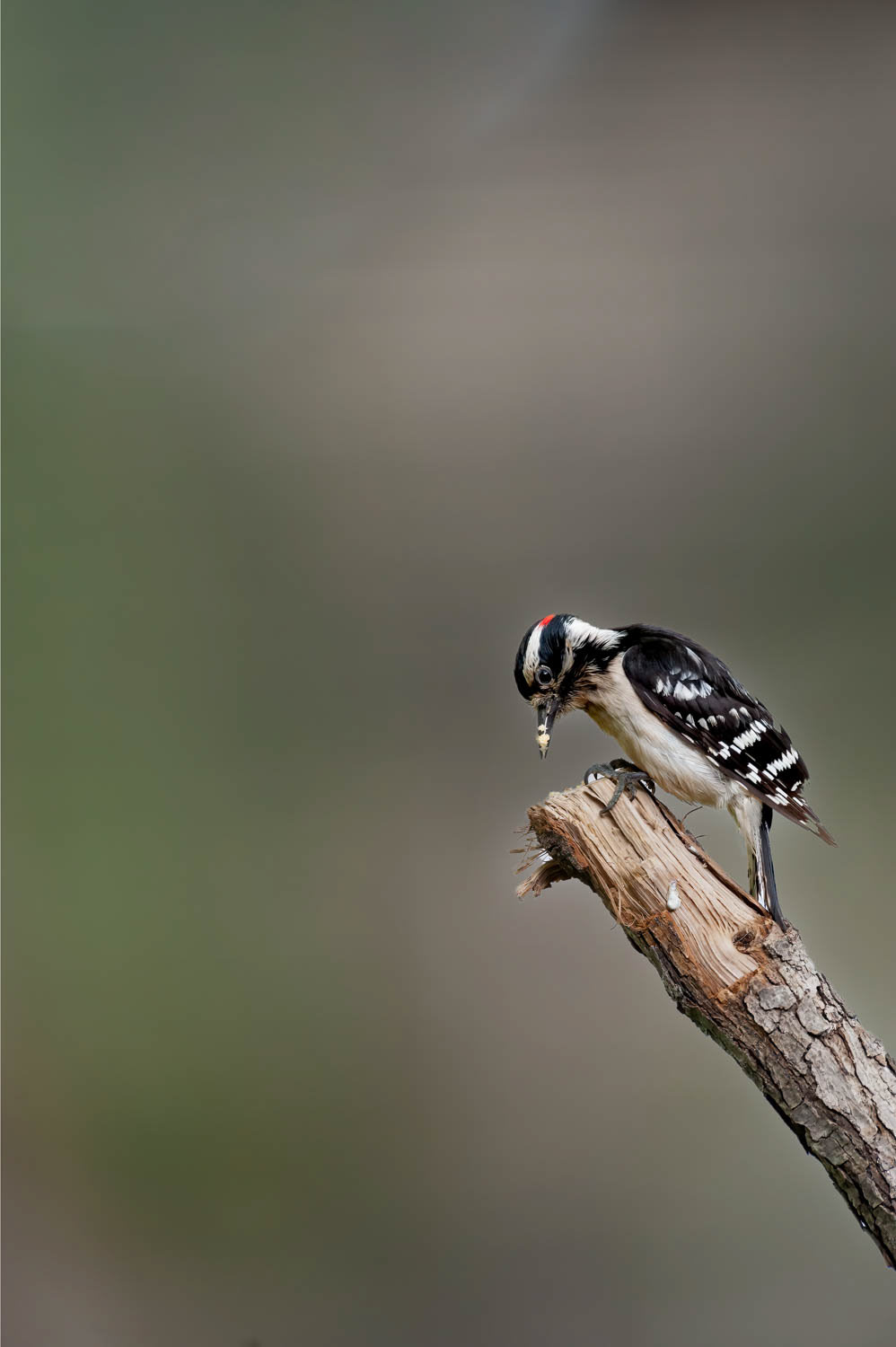 Downy Woodpeclers - Male