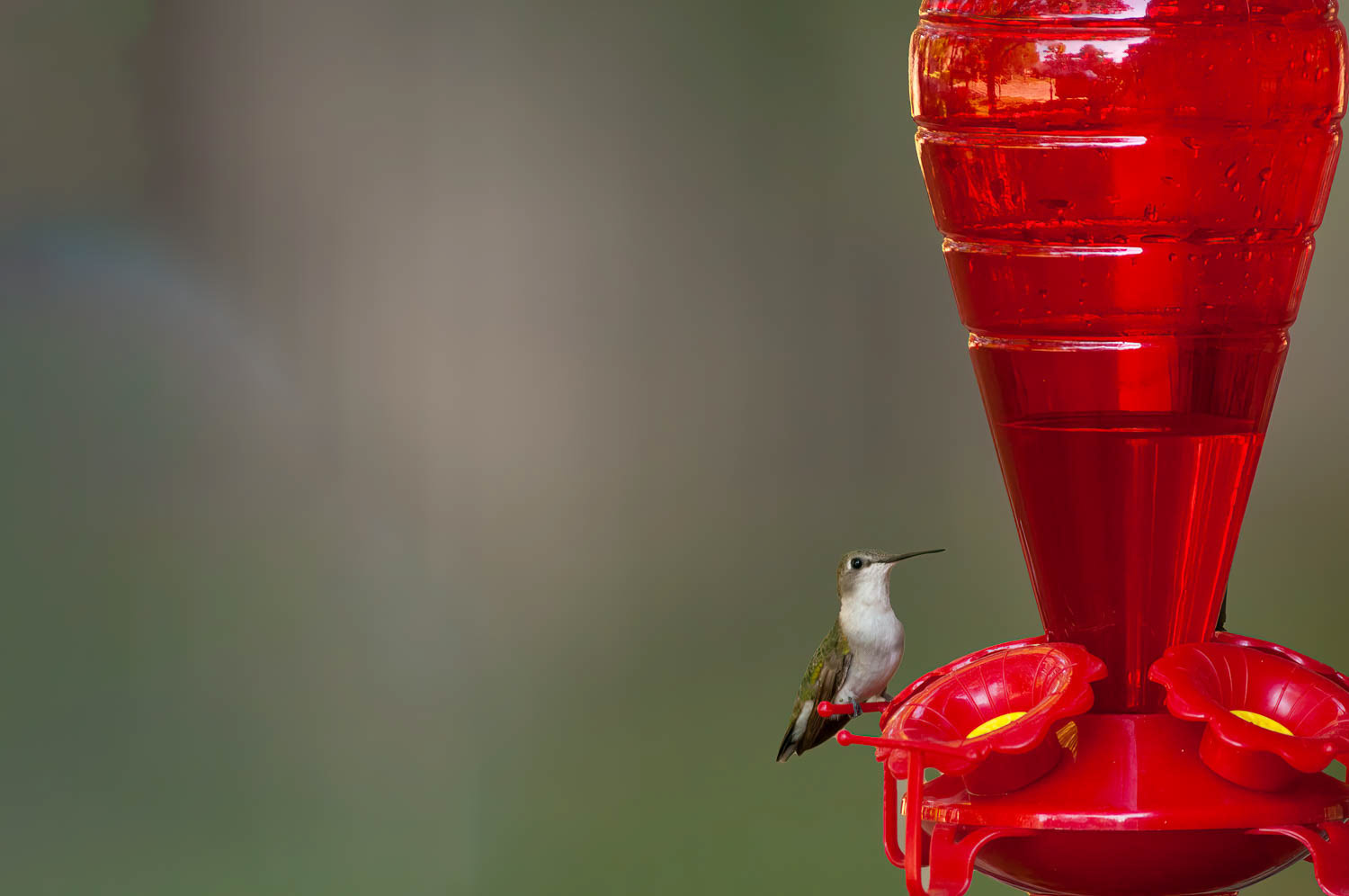 Ruby-throated Humming Bird