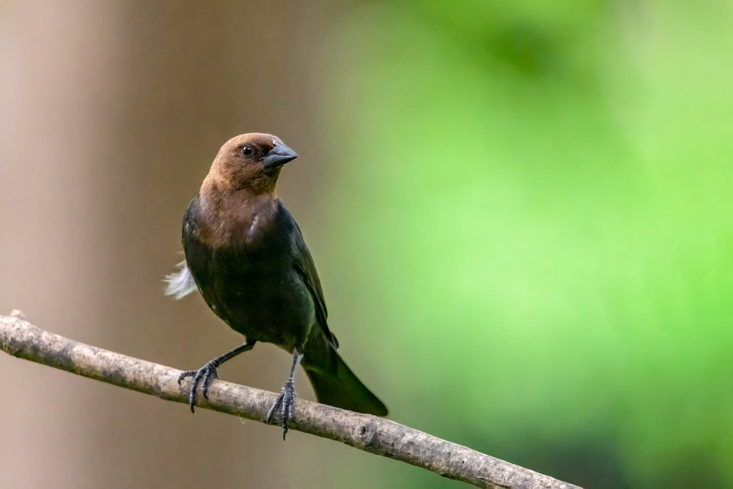 ded Cowbird-Male