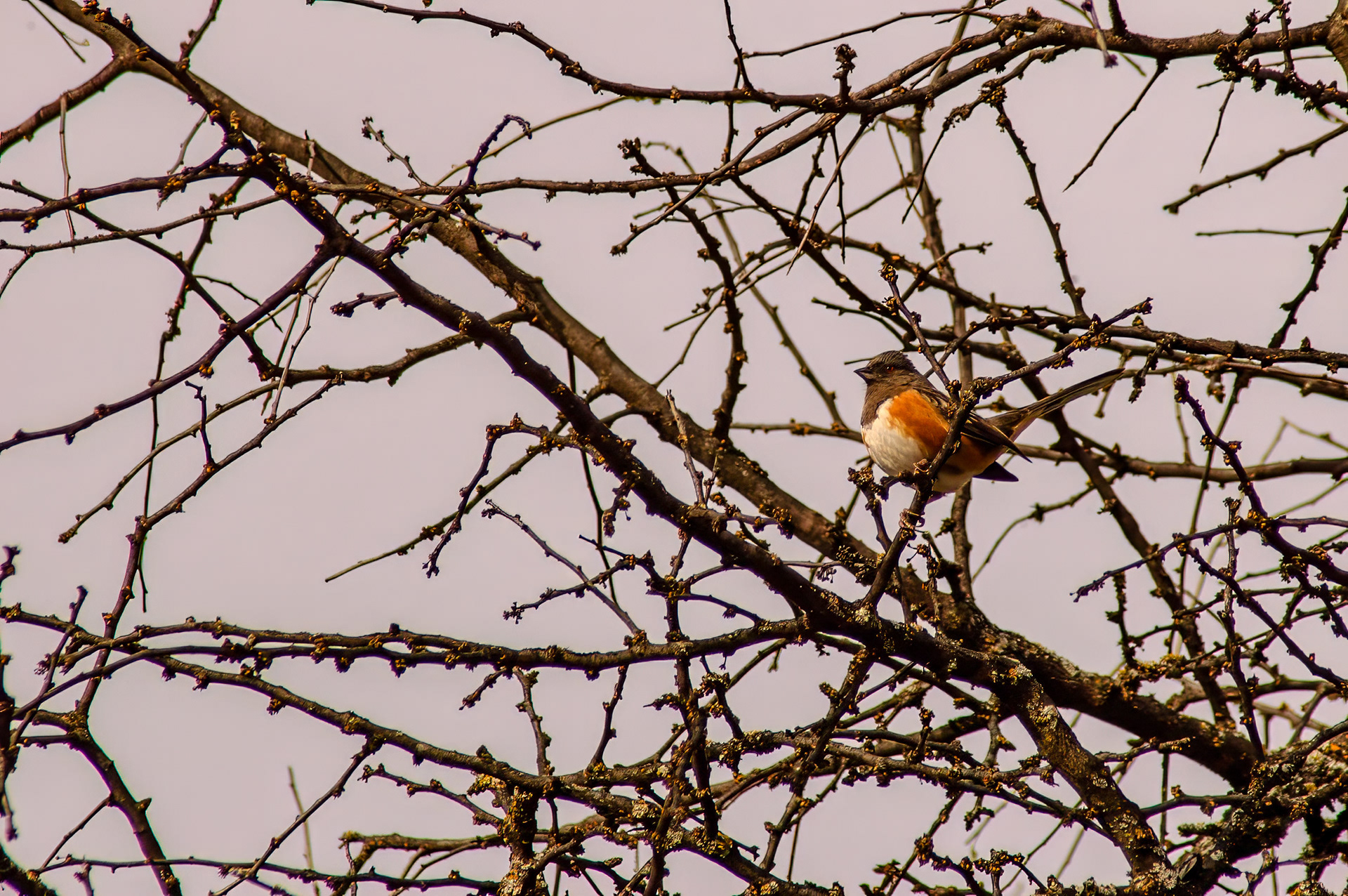 Spotted Towhee (Pipilo maculatus)