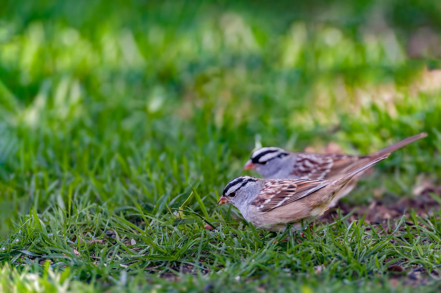White-crowned Sparrow