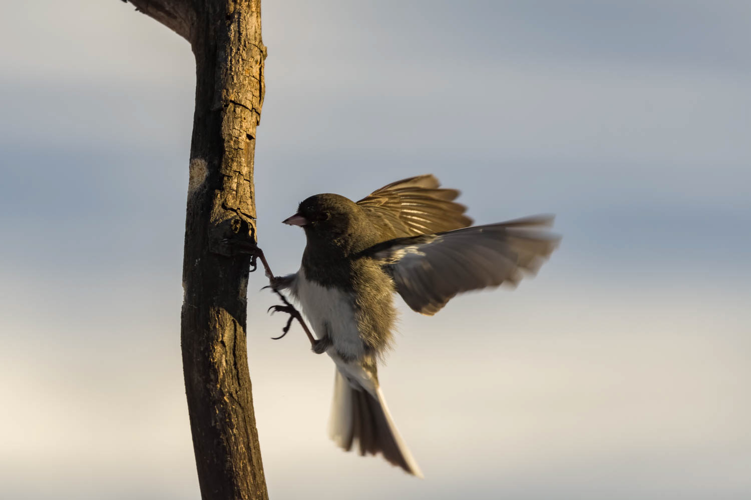 Oregon Junco