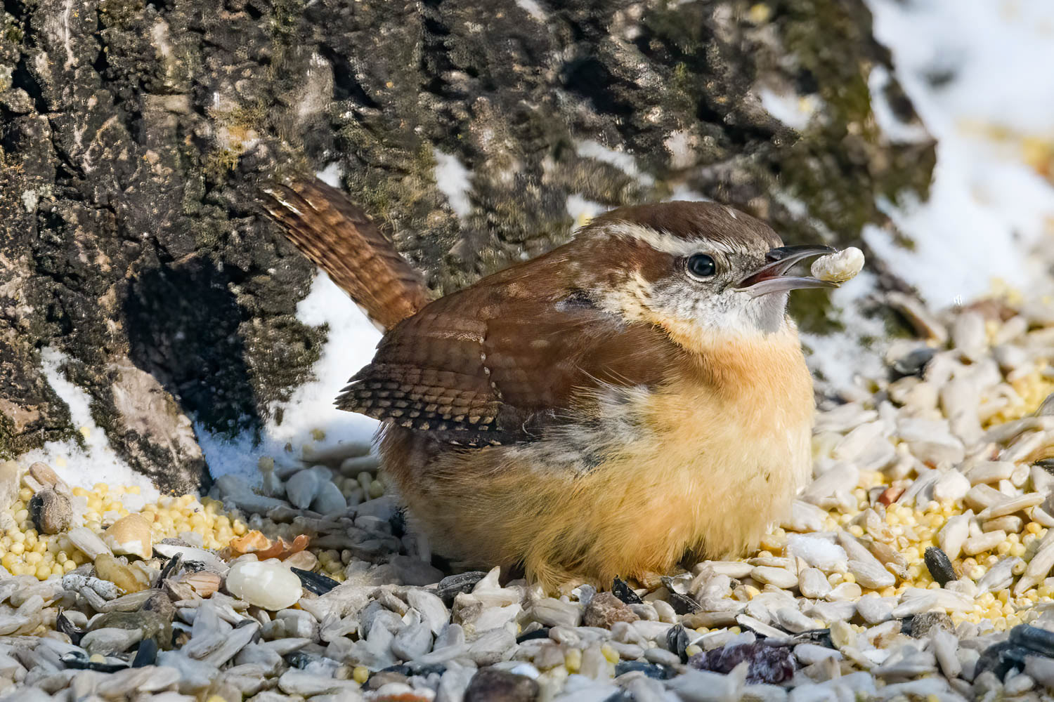Carolina Wren