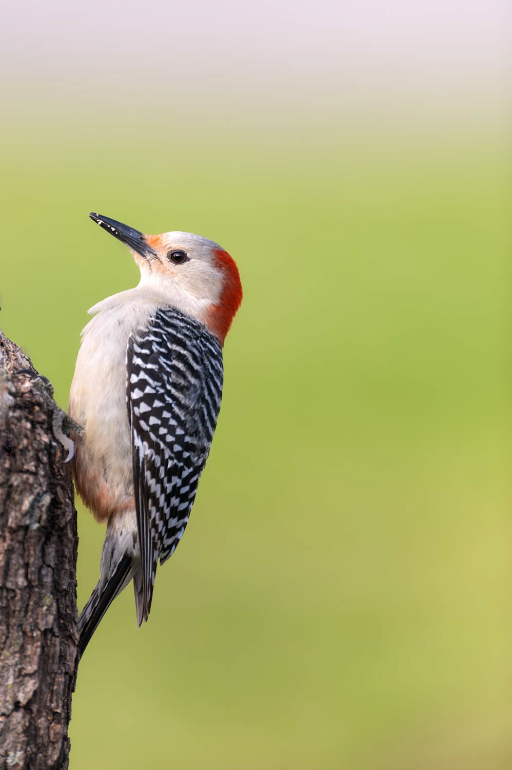 Red-bellied Woodpecker