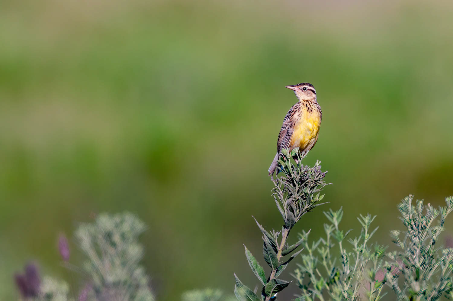 Eastern Meadowlark