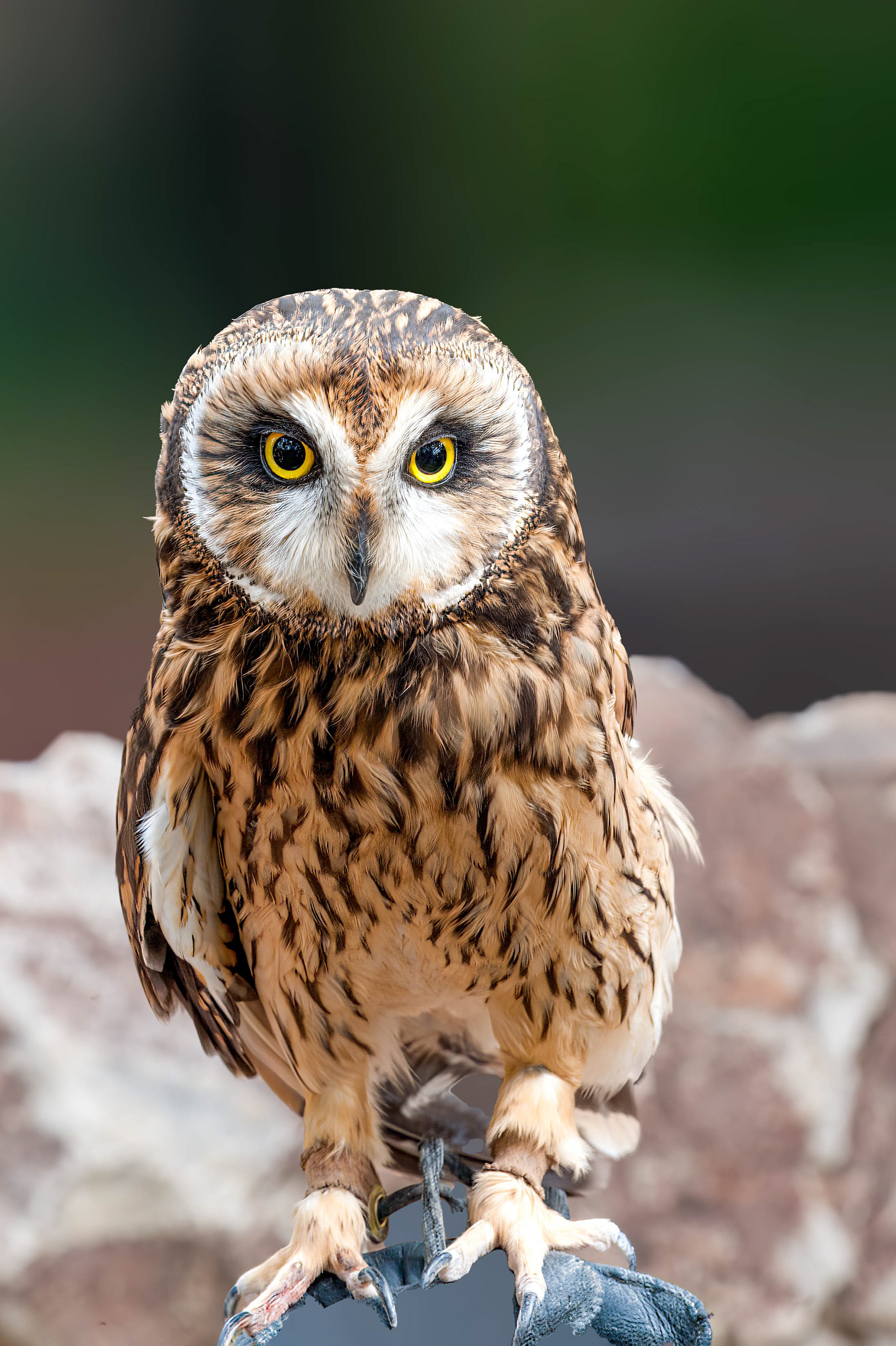 Short Eared Owl  (Asio flammeus)