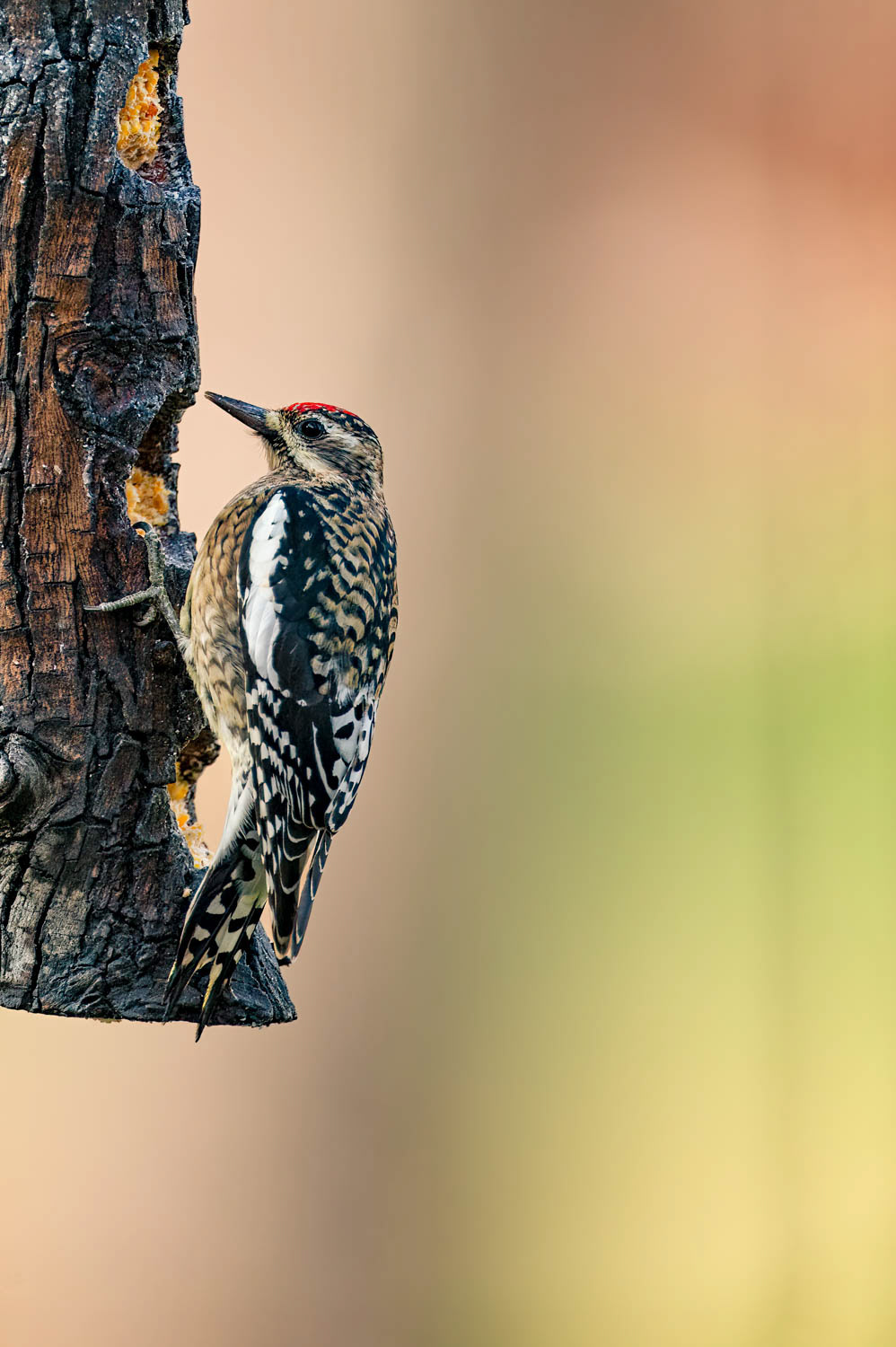 Yellow-bellied Sapsucker