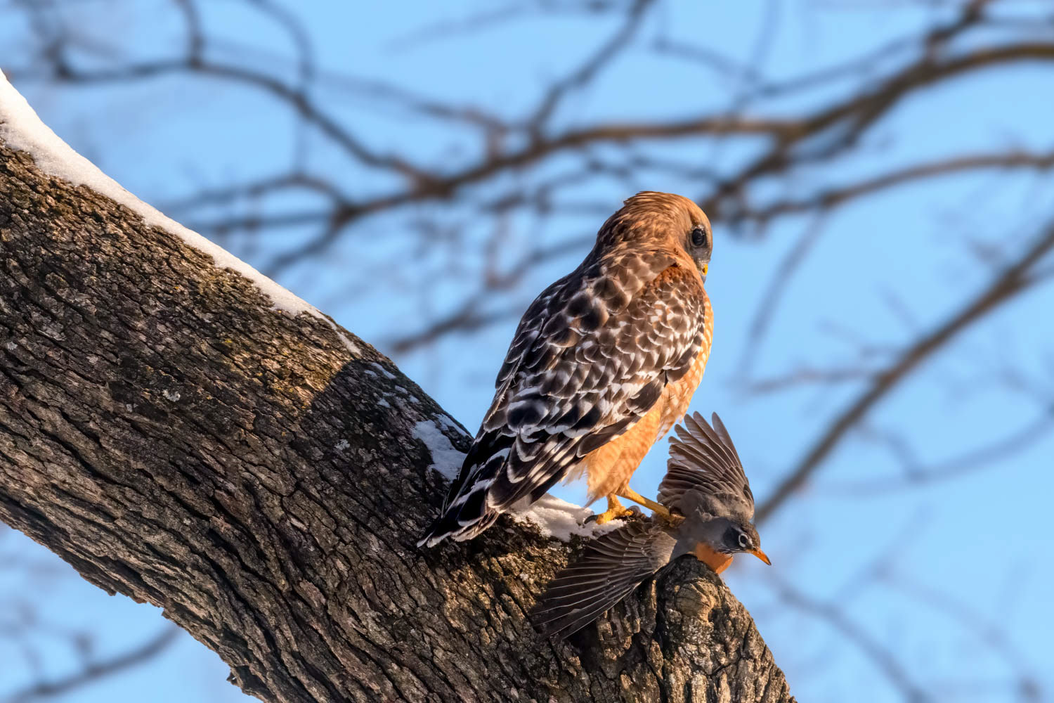 Red-shouldered Hawk