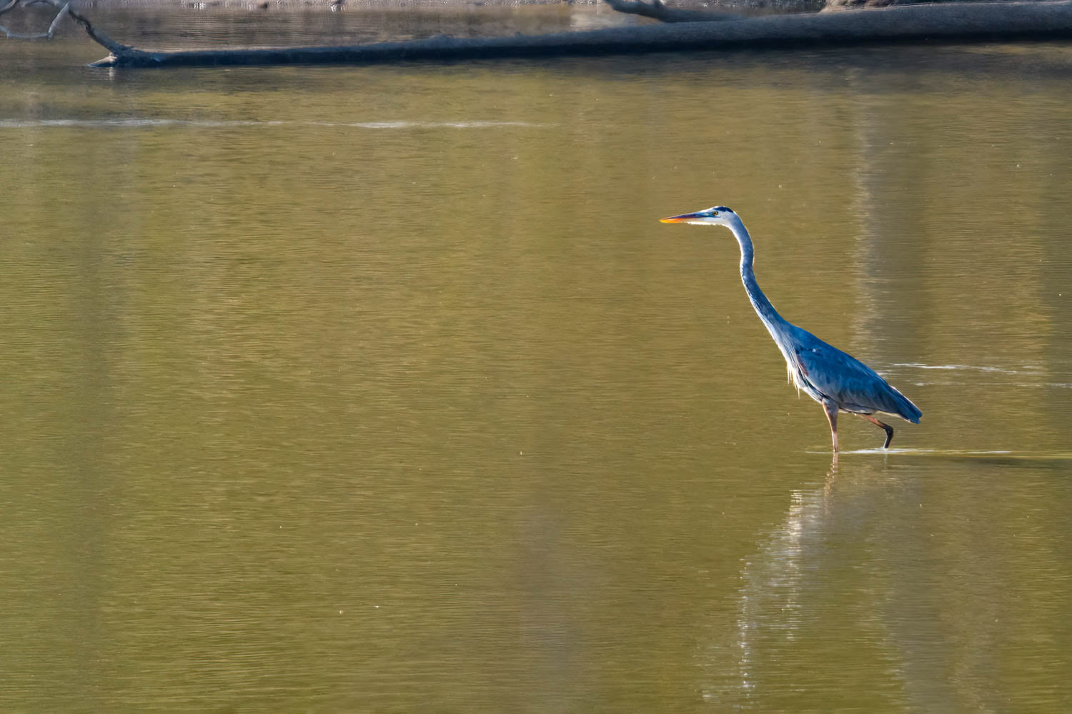 Great Blue Heron