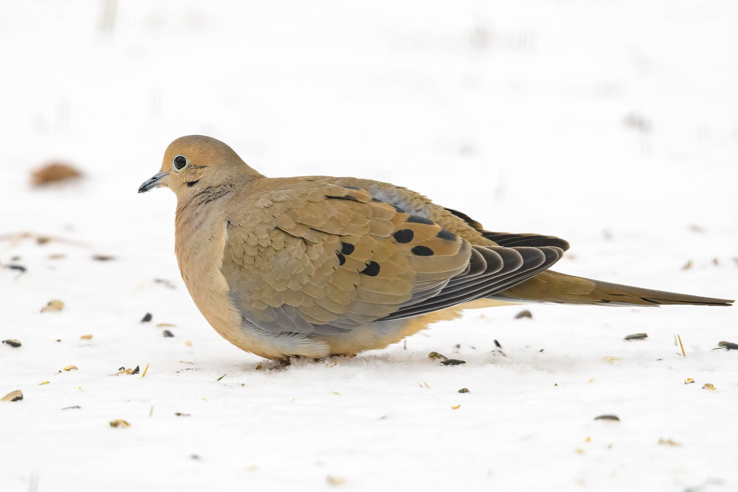 Mourning Dove