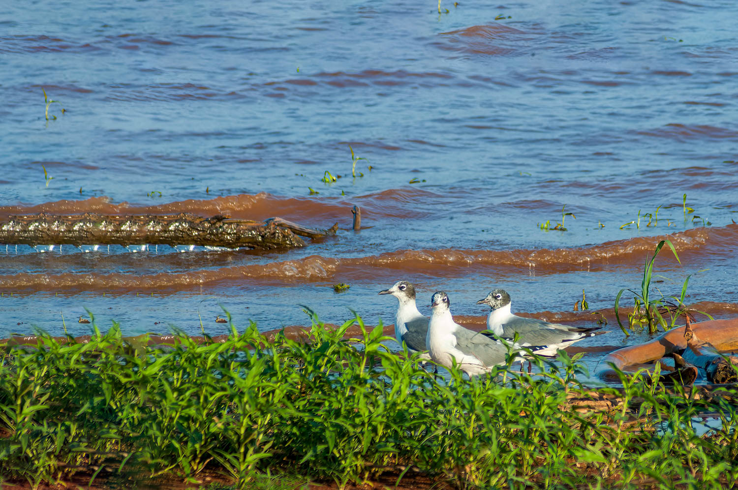 Franklin's Gull