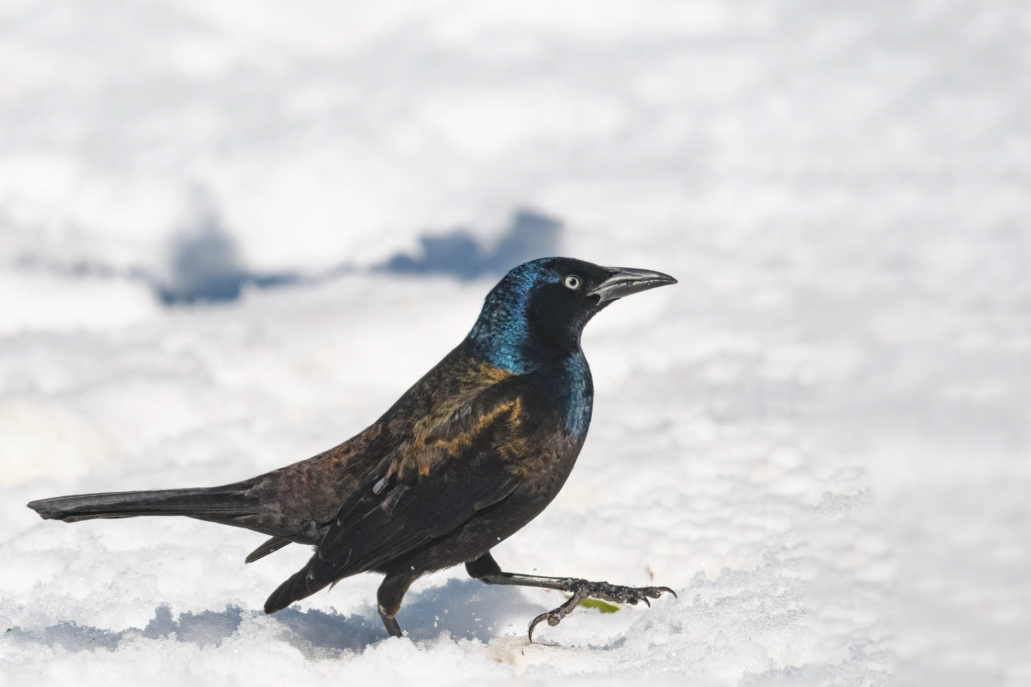 Common Grackle