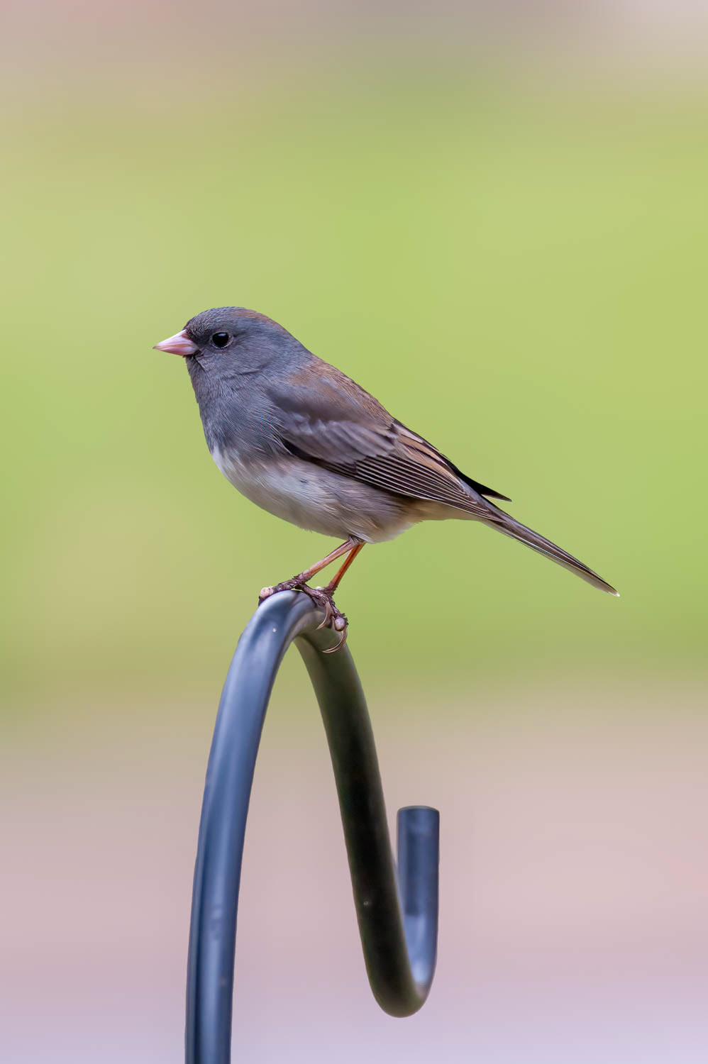 Oregon Junco