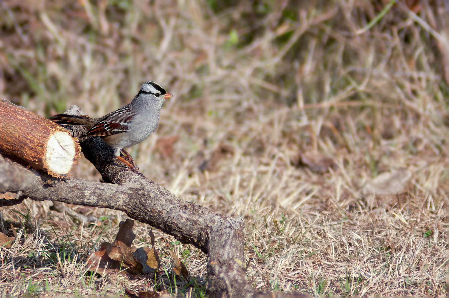 White-crowned Sparrow