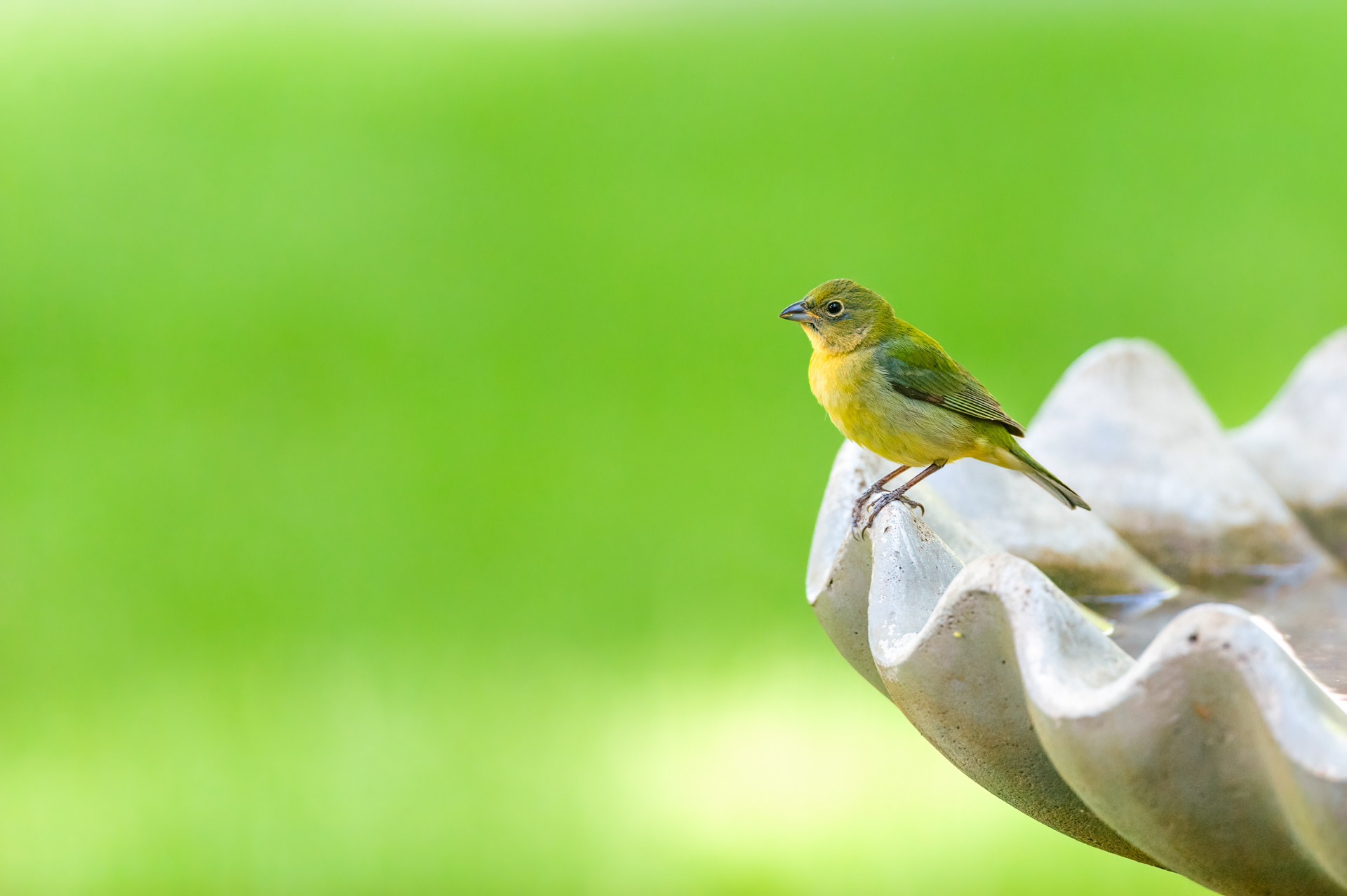 Female Painted Bunting