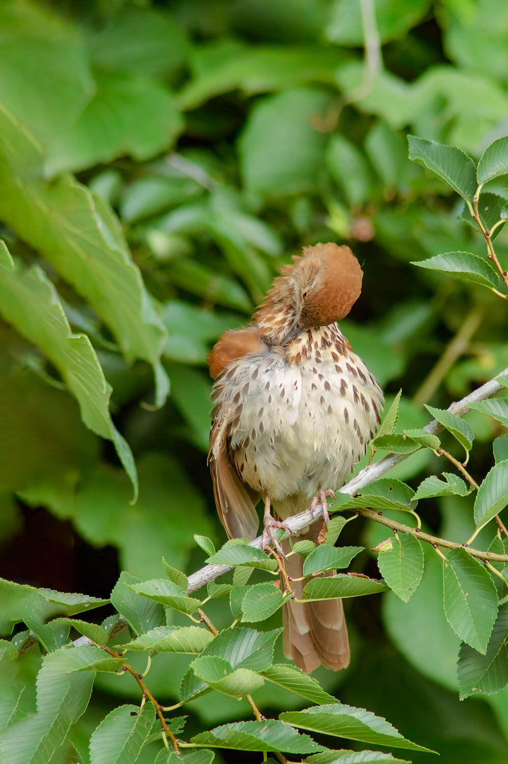 Brown Thrasher
