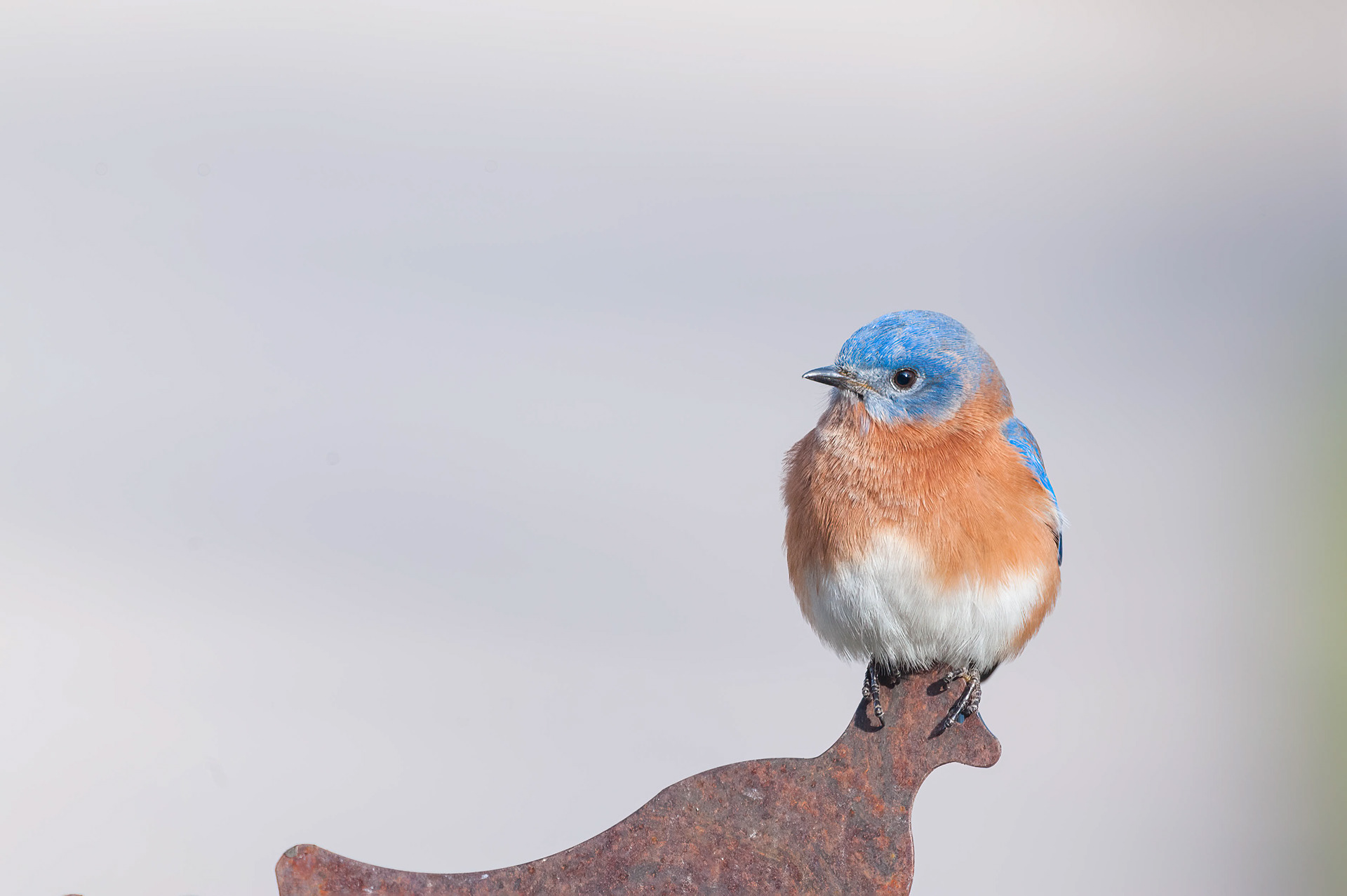 Eastern Bluebird-Male