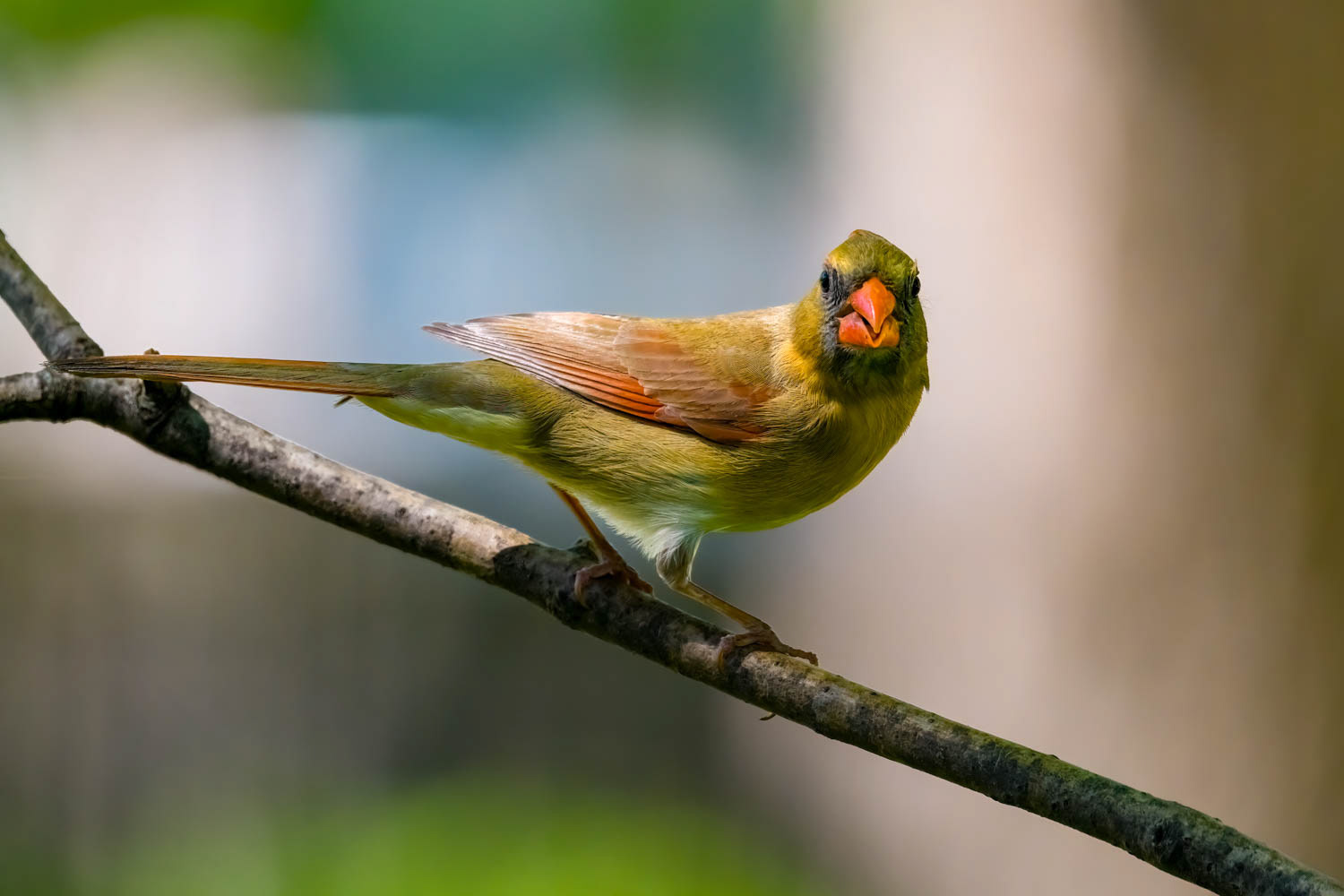 Northern Cardinal - Female