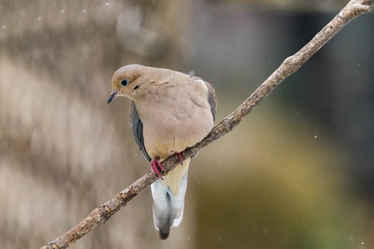 Mourning Doves