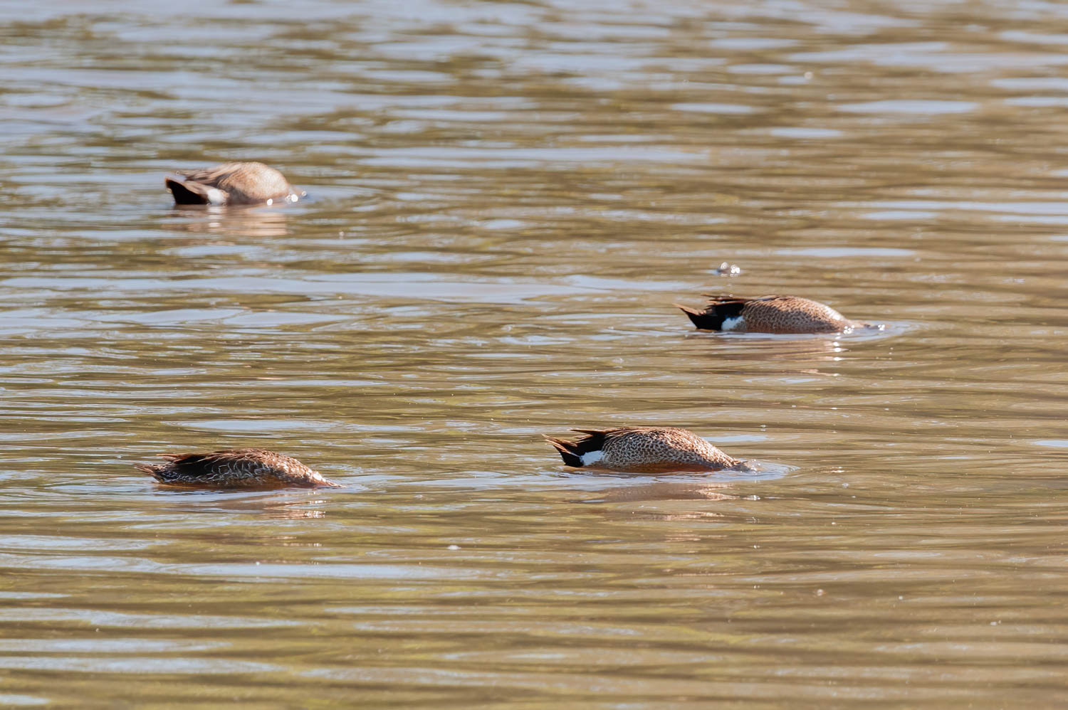 Blue-winged Teal