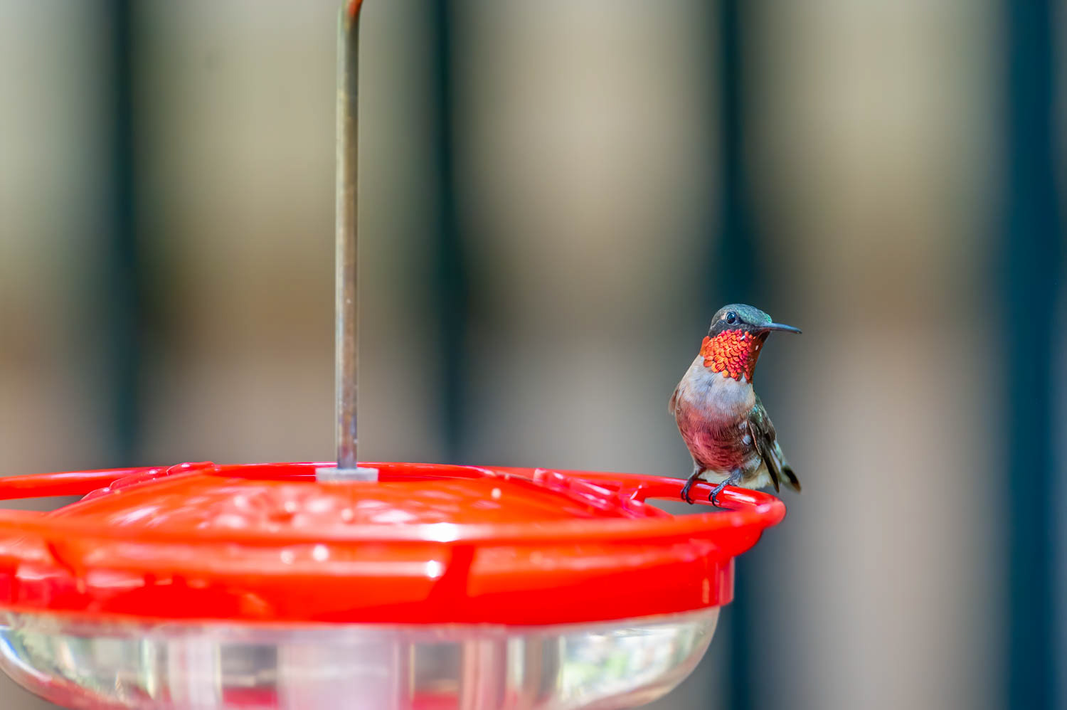 Ruby-throated Humming Bird