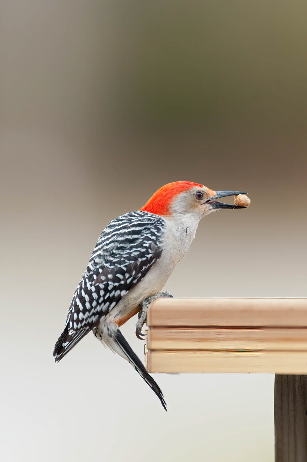 Red-bellied Woodpecker