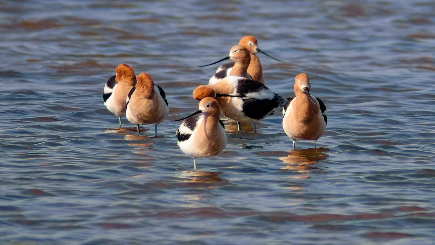 American Avocets