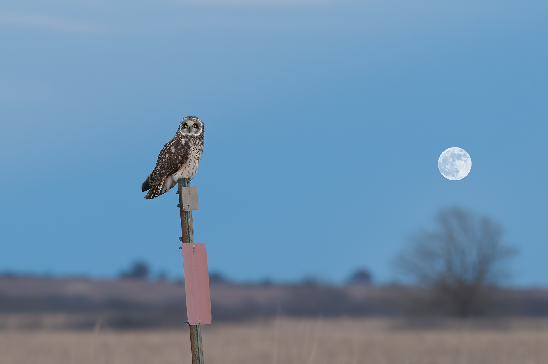 Short Eared Owl  (Asio flammeus)