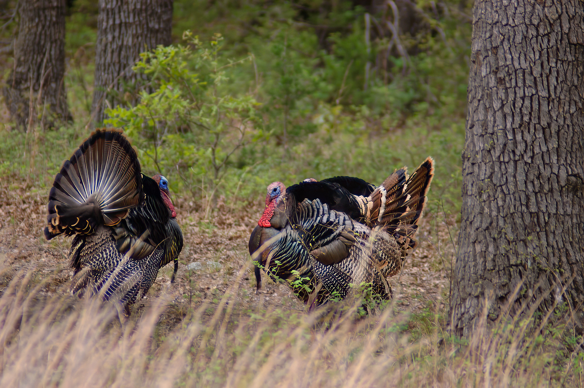 Wild Turkey