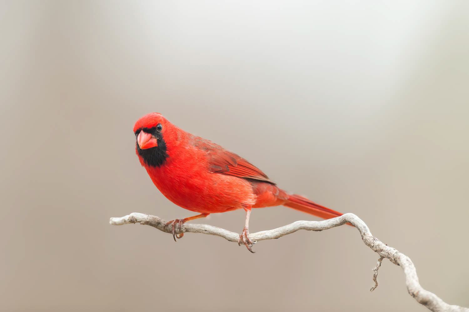 Northern Cardinal - Male