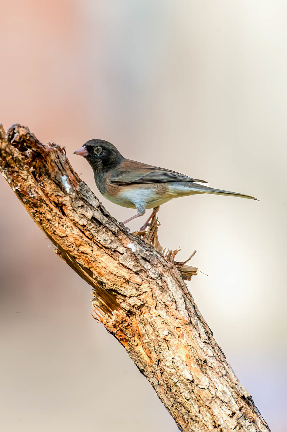 Oregon Junco