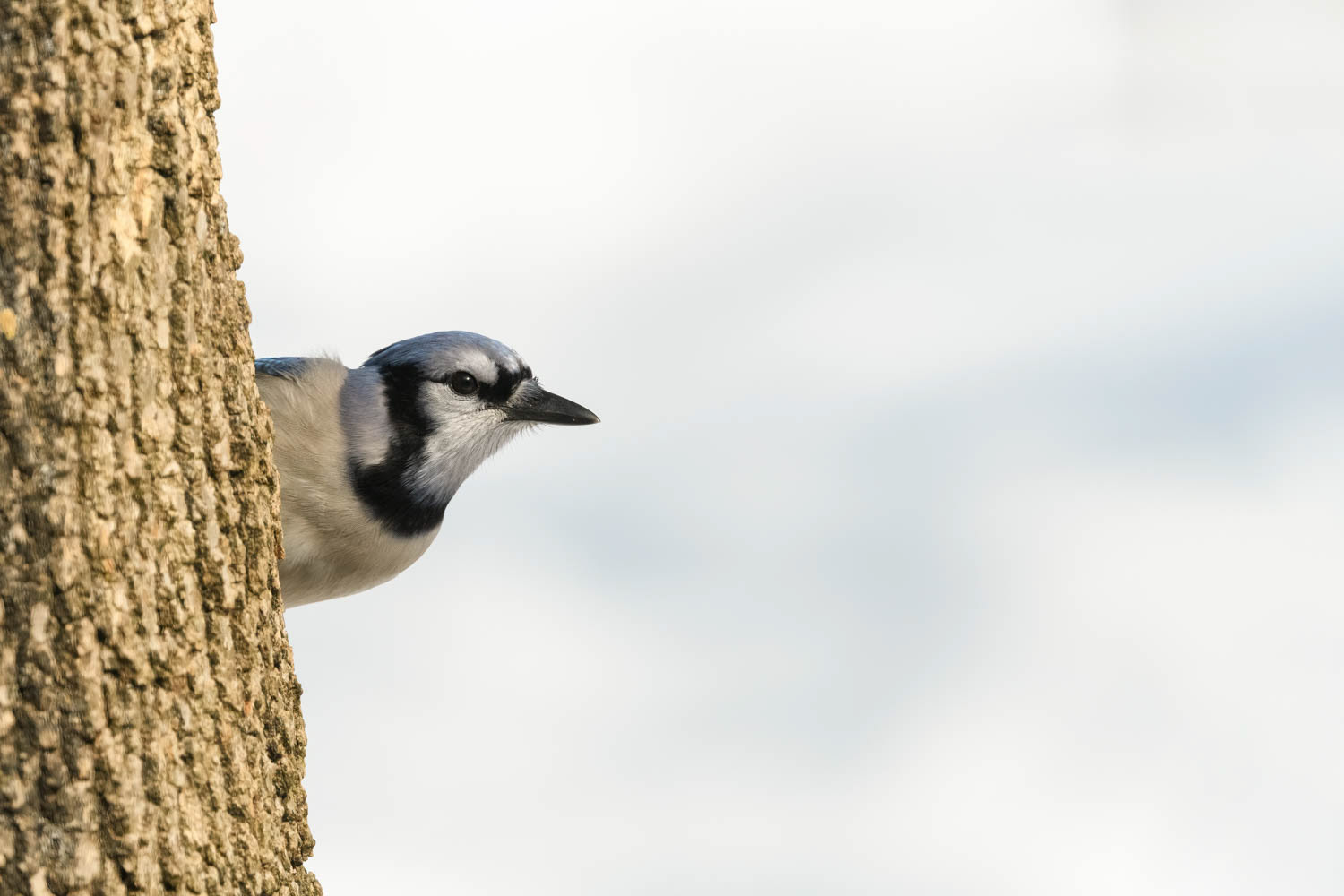 Bluejay