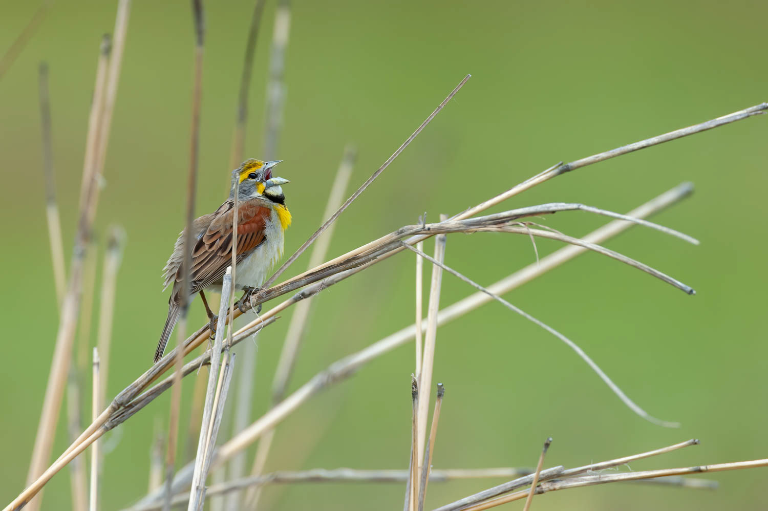 Dickcissel=Male