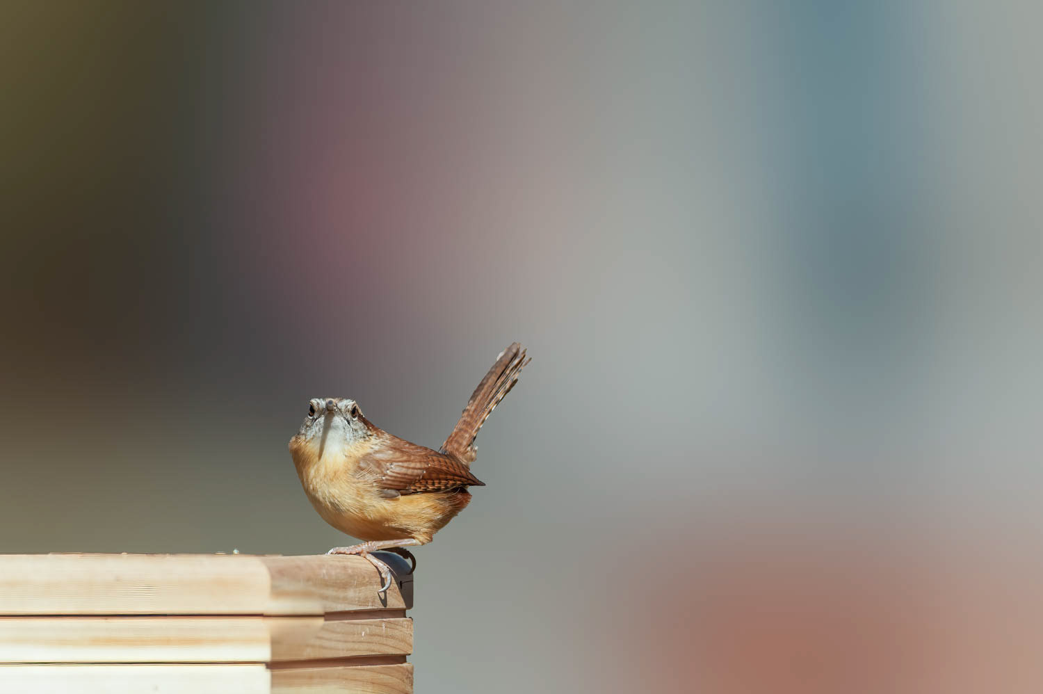 Carolina Wren