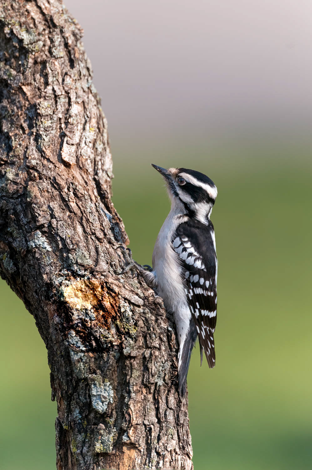 Downy Woodpeclers Female