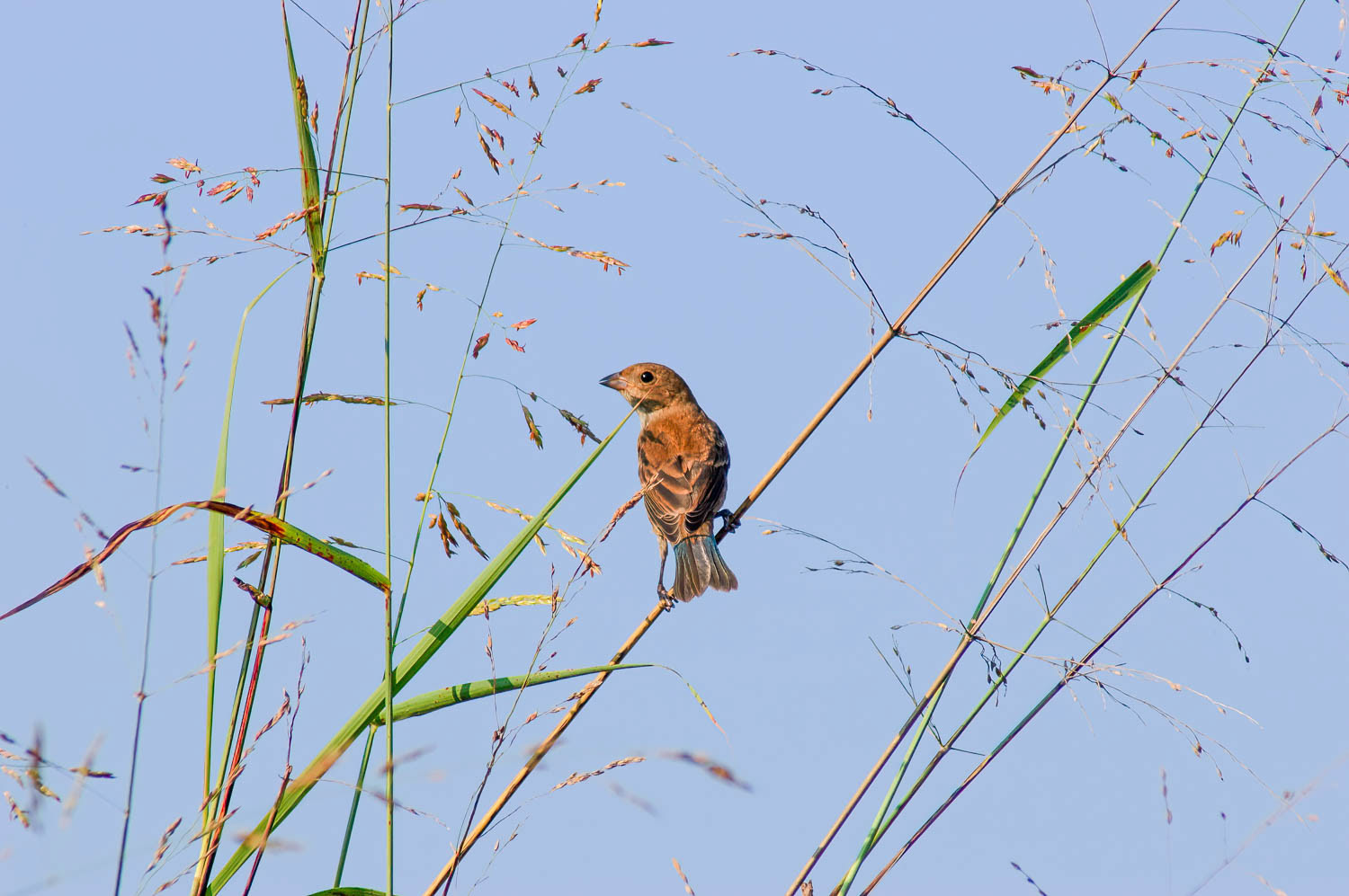 Indigo Bunting=Female