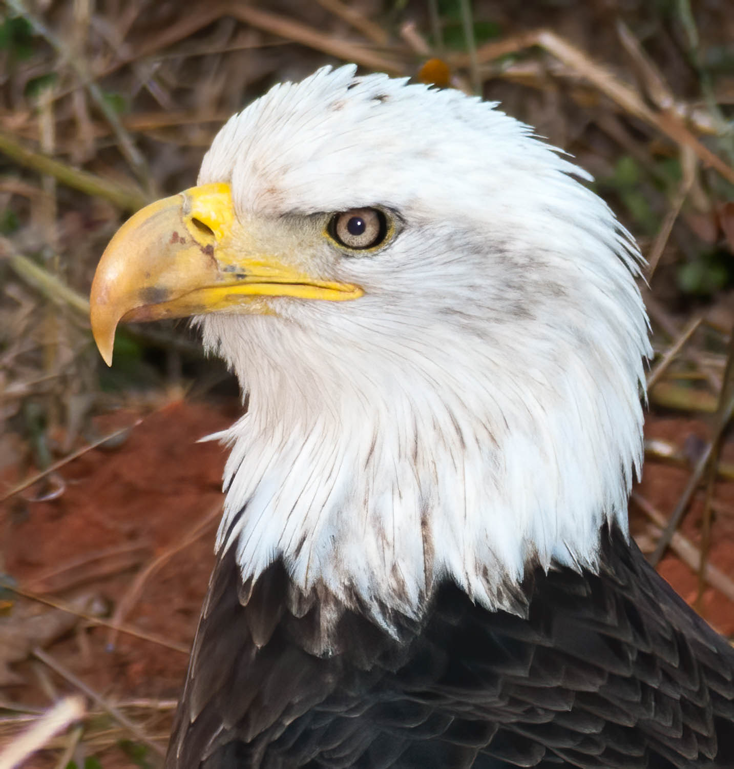 Bald Eagle