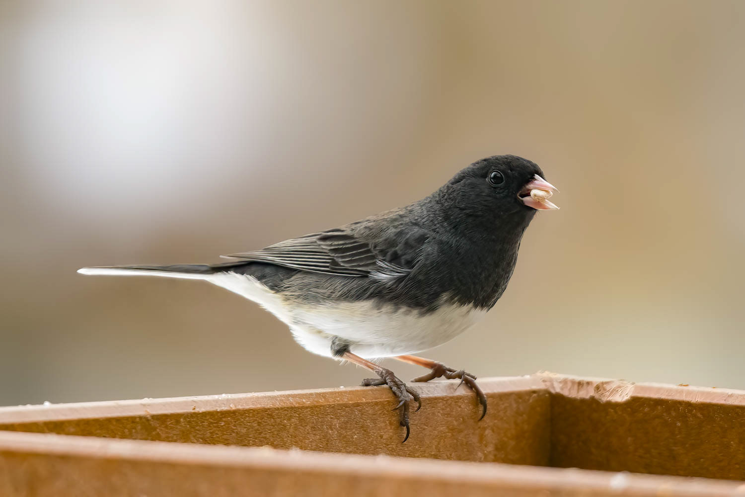 Oregon Junco