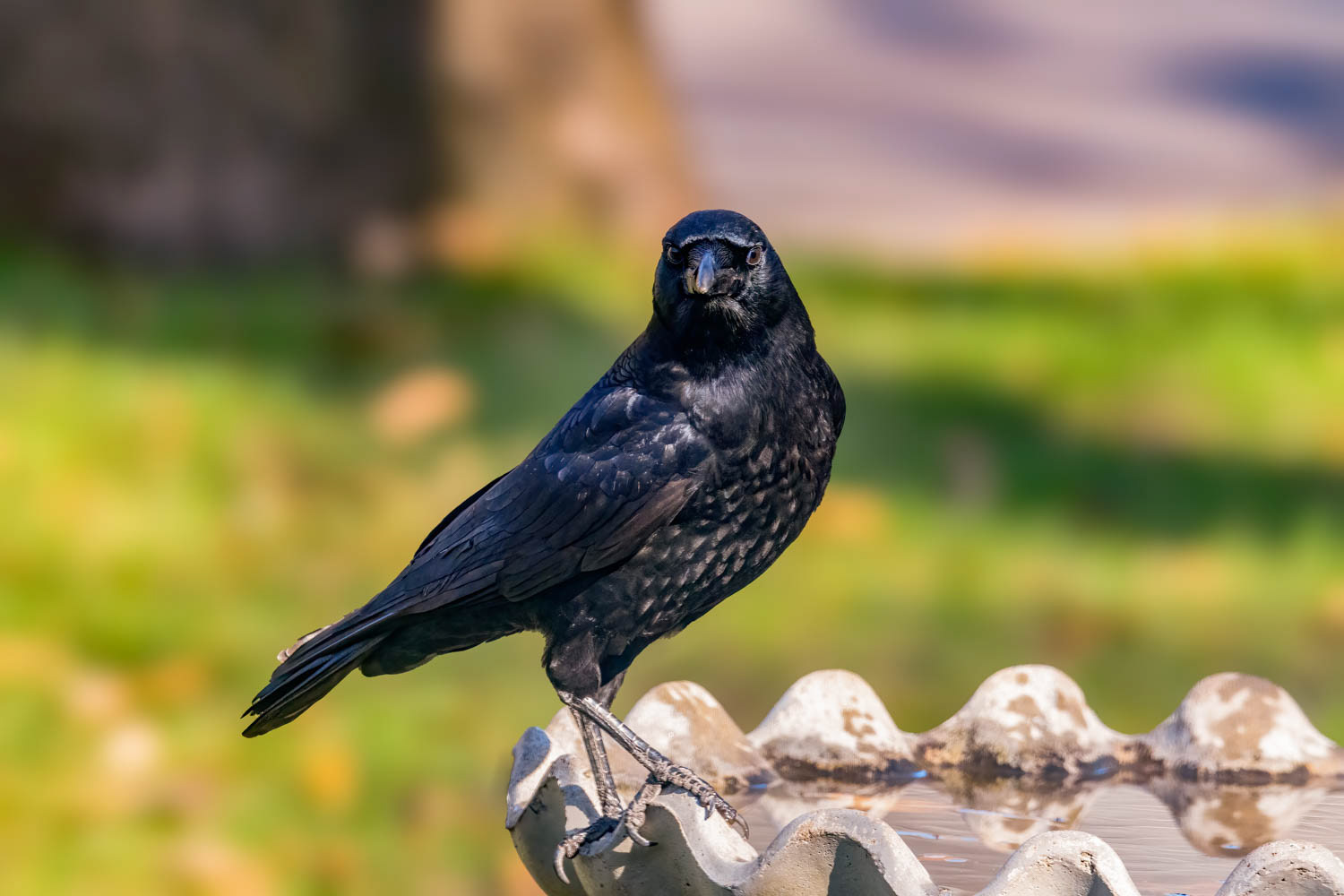 American Crow
