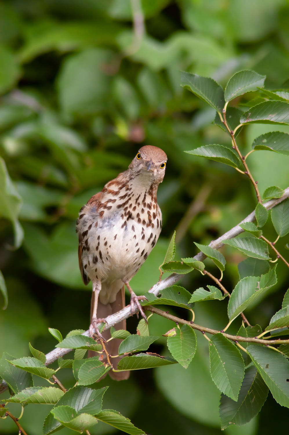Brown Thrasher