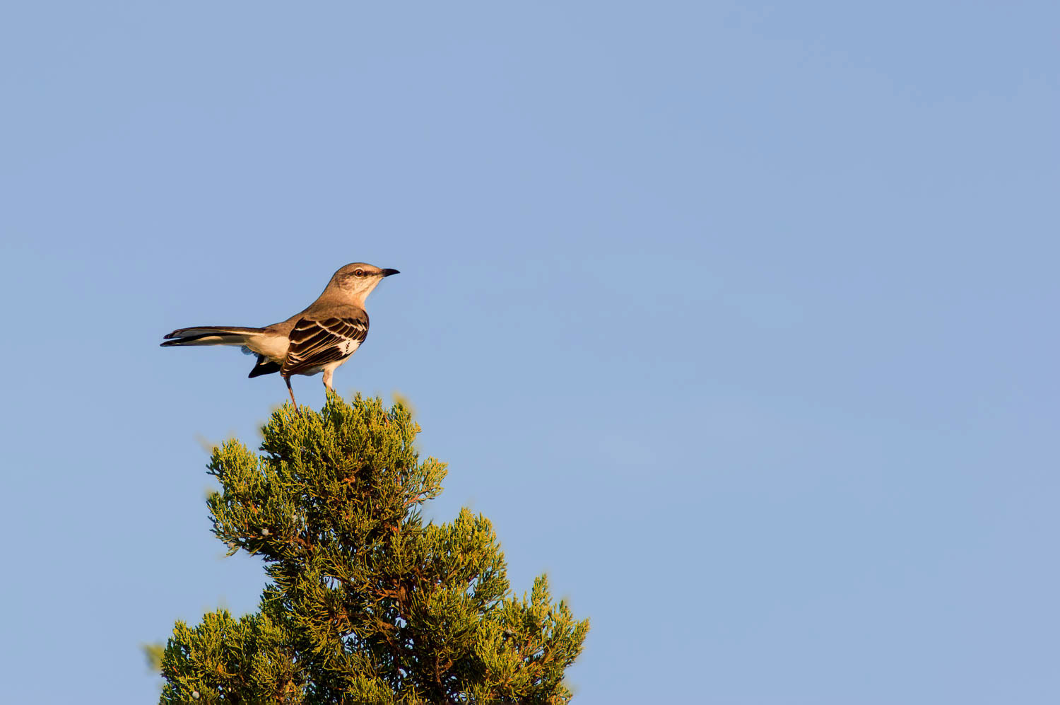 Northern Mockingbird