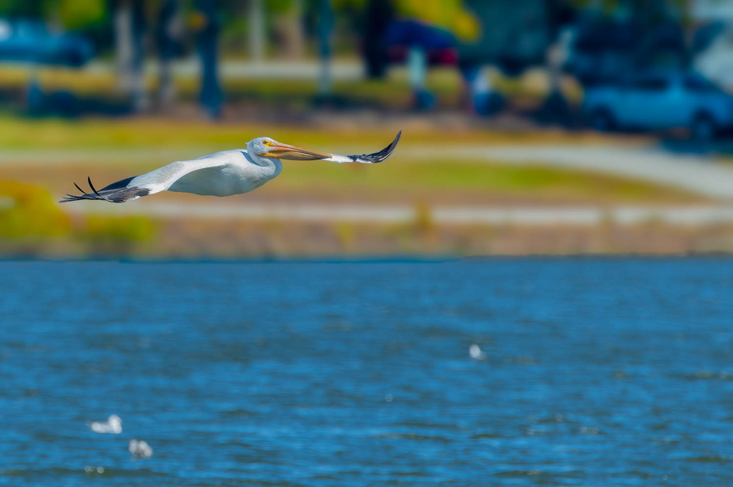 American White Pelican